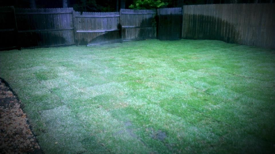 A newly laid sod lawn with visible square patches in a residential backyard with wooden fences.
