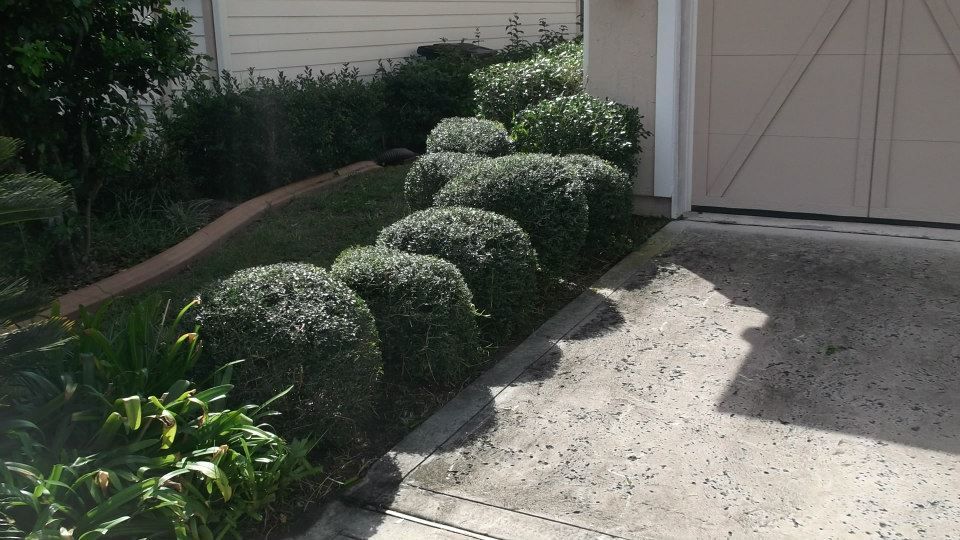 A row of manicured, rounded shrubs borders a concrete driveway next to a residential house.