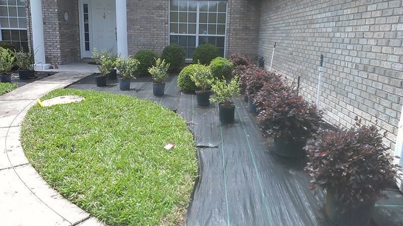 Newly purchased shrubs in black nursery pots sit on landscaping fabric in front of a brick house.