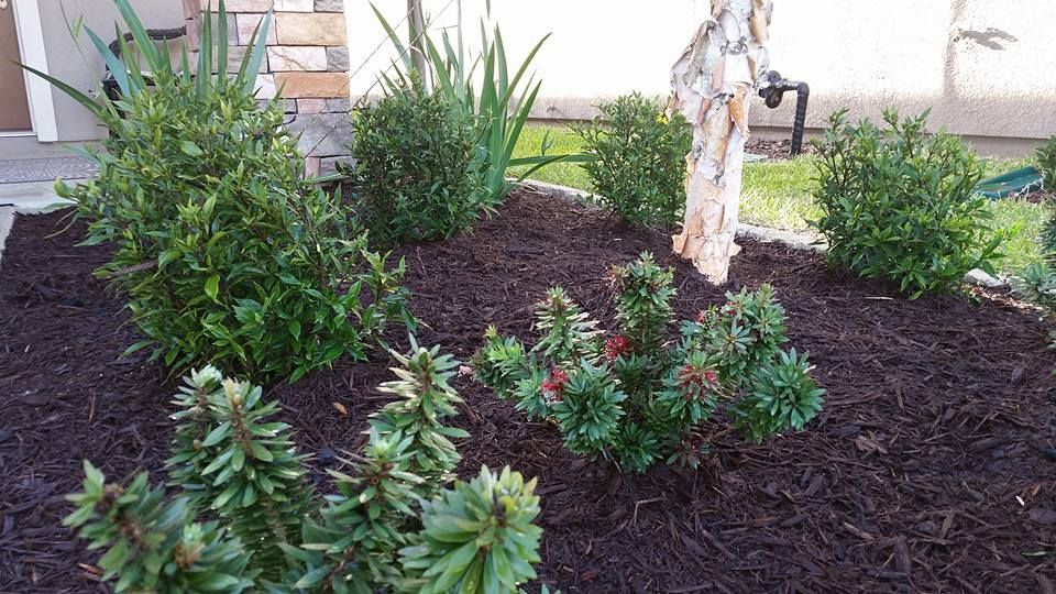 A garden bed with dark mulch, several small green shrubs, and a decorative garden statue of a person in a long dress.