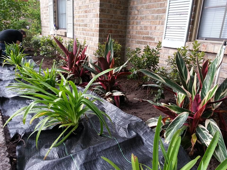 A gardener plants a row of tropical greenery and red-leafed plants in a mulched bed along a brick house foundation.