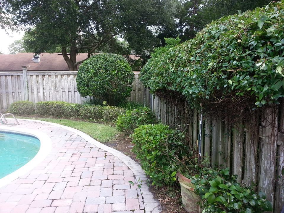 A backyard swimming pool with a brick patio, surrounded by a wooden fence and trimmed green shrubs.