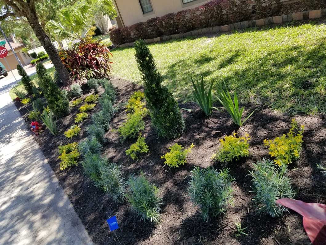 A landscaped garden bed borders a sidewalk, featuring ornamental shrubs, yellow foliage, and tall green spiky plants.