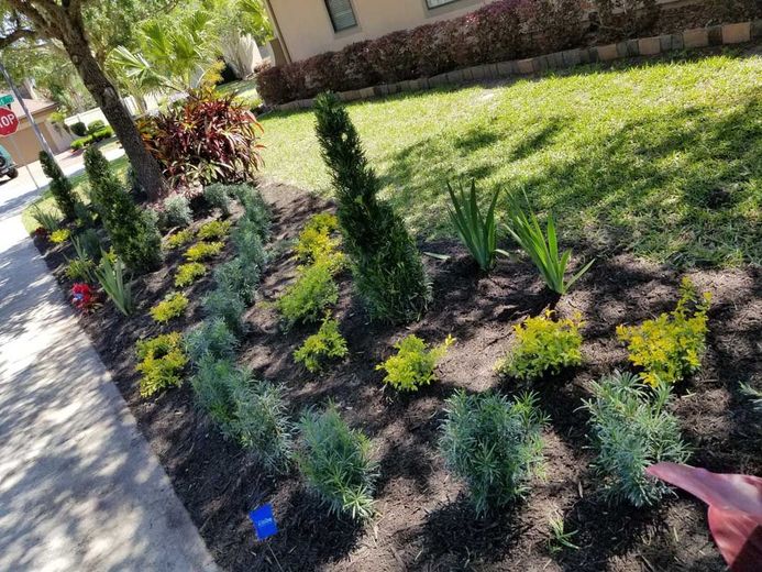 A landscaped garden bed borders a sidewalk, featuring ornamental shrubs, yellow foliage, and tall green spiky plants.