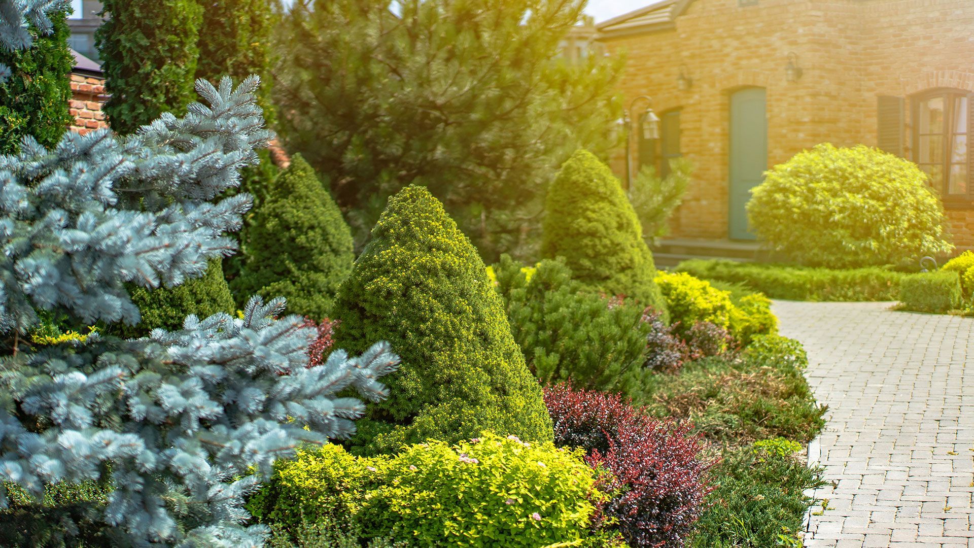 Sunny landscaped garden with blue spruce, trimmed shrubs, flowers, and a stone path beside a house