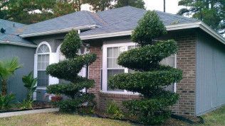 Suburban house with two sculpted topiary trees in the front yard