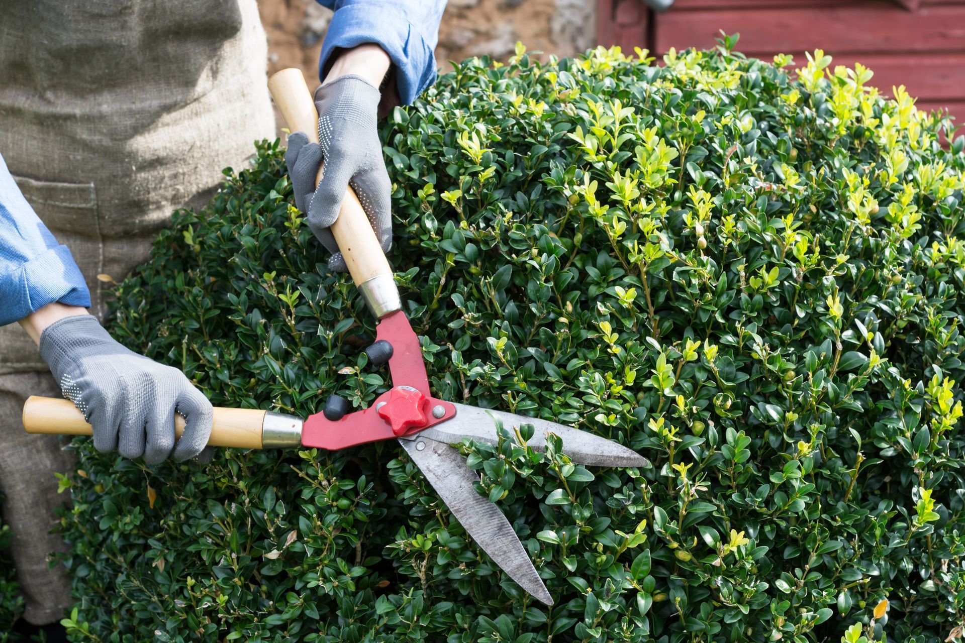 Hands using hedge clippers to trim a dense green shrub outdoors