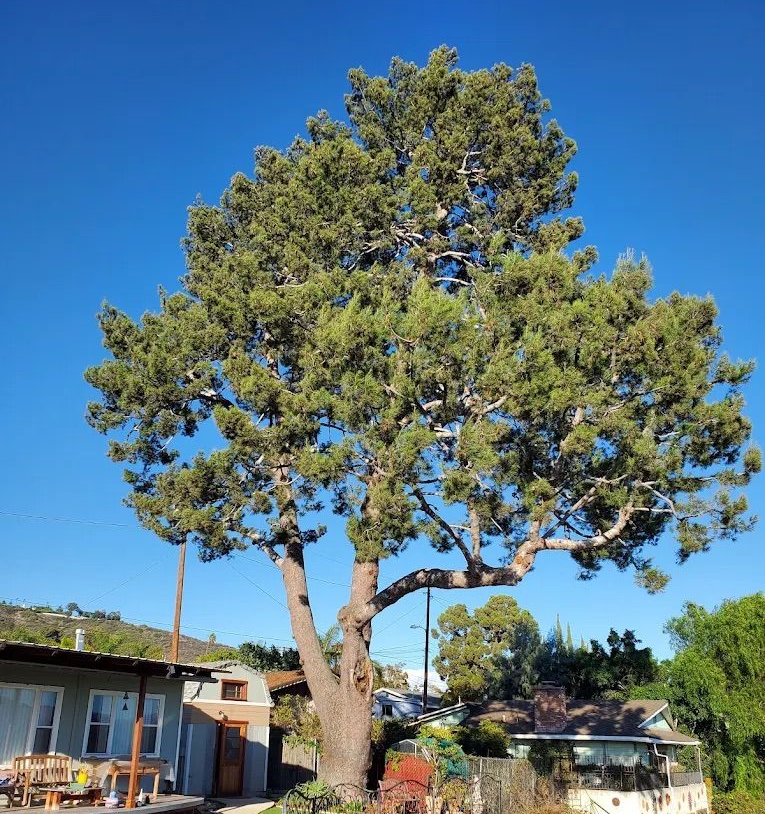 Tree Pruning in Malibu, CA Tree Pruning in Malibu, CA