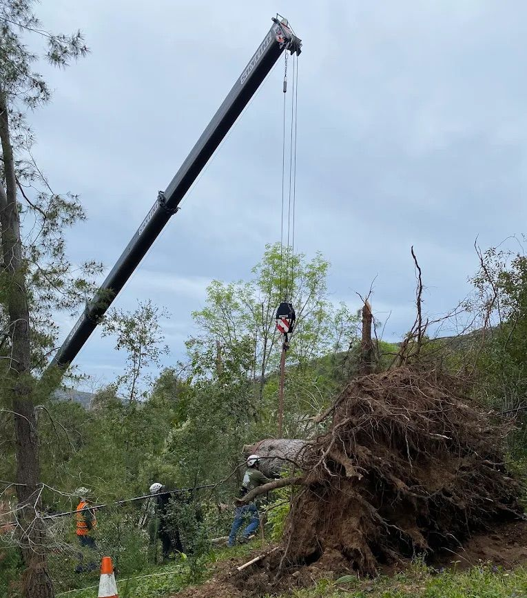 Tree Removal in Malibu, CA Tree Removal in Malibu, CA