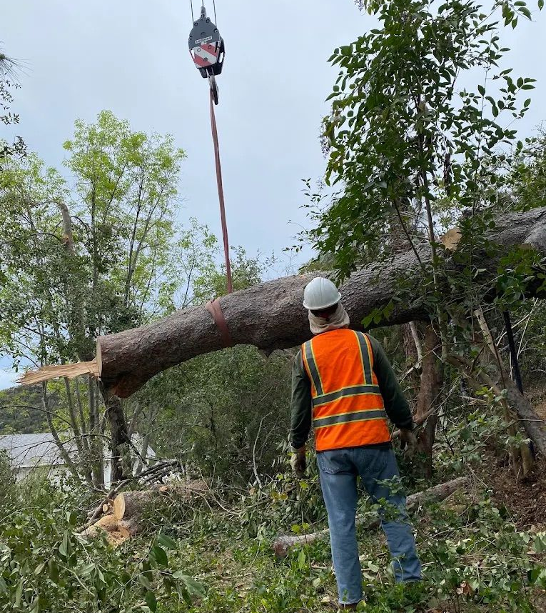 Tree Fire Mitigation in Malibu, CA