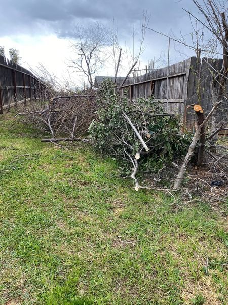 Backyard with trimmed shrubs and fallen branches along a wooden fence under a cloudy sky