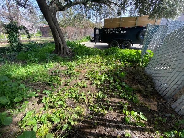 Sunny backyard with leafy groundcover, a large tree, and a utility trailer by a chain-link fence.
