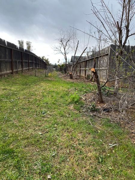 Narrow grassy yard between fences with a small leafless tree and a person in orange near the right fence