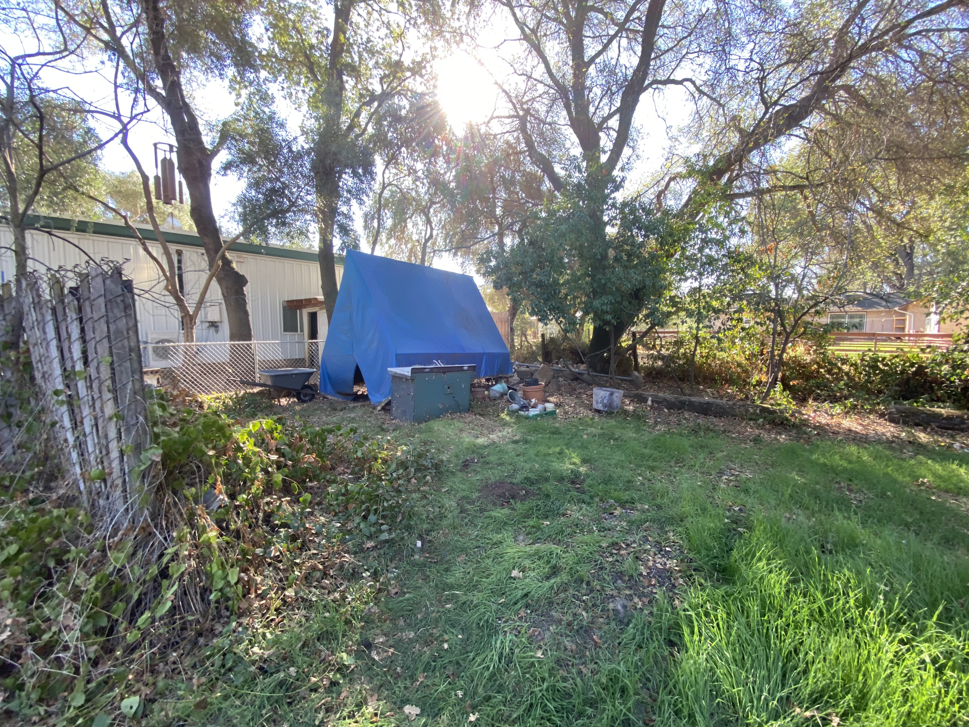Backyard with blue tarp-covered structure, trees, and overgrown grass in bright sunlight