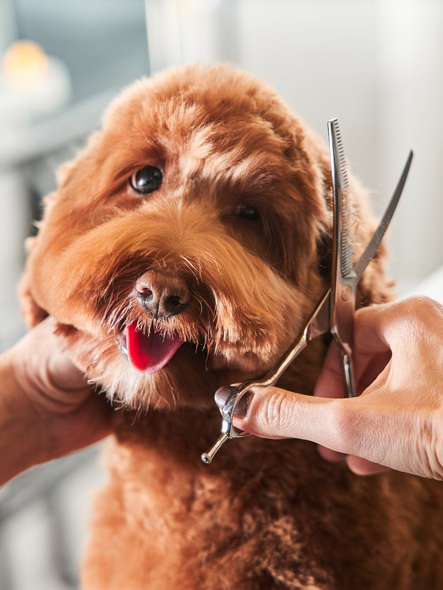 Dog getting a haircut; red-brown fur, scissors, person's hands, indoor setting.