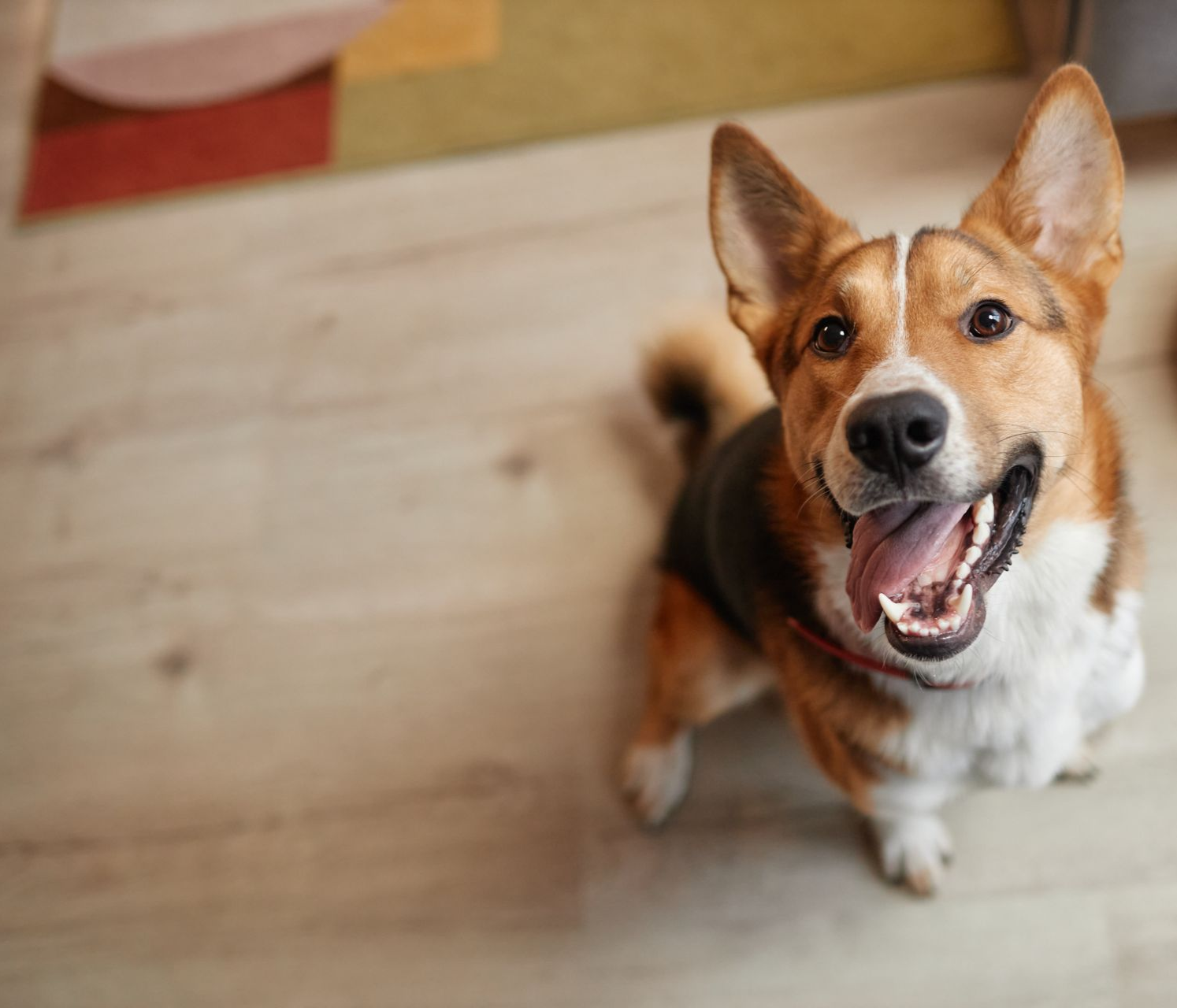 A smiling corgi dog with brown, white, and black fur, sitting on a wooden floor, looking upwards.