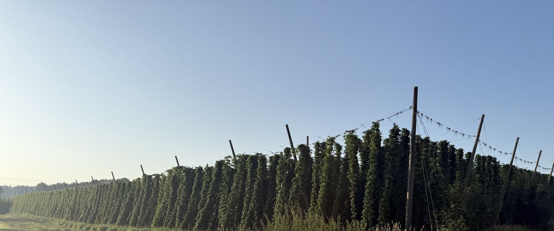 Hopfenernte Hallertau Hopfenland Hallertau Hopfenerlebnis