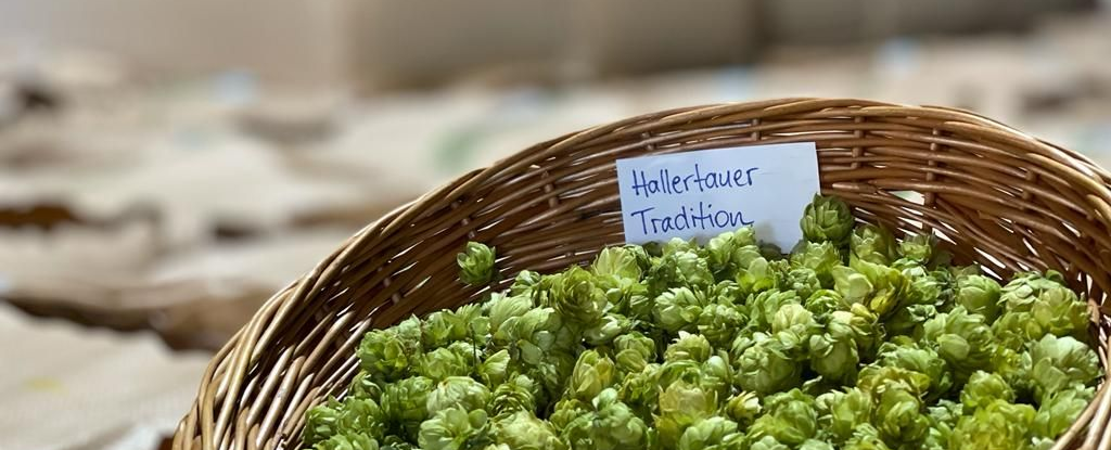 Hopfen, Hallertauer Tradition, getrocknet