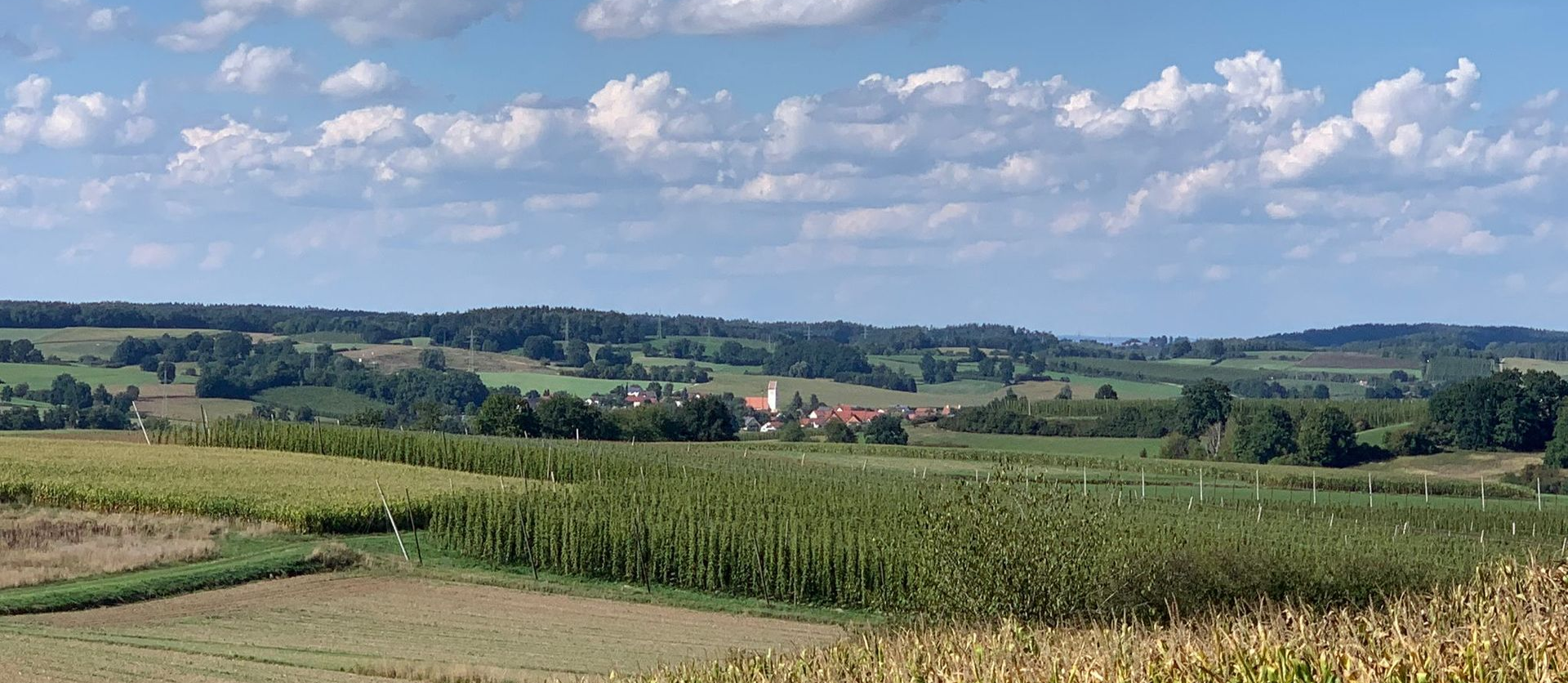 View across hop gardens in the Hallertau