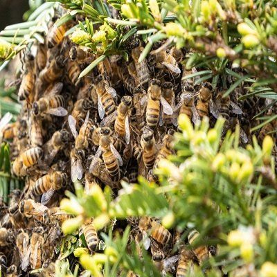 a bunch of bees are sitting on top of a tree .