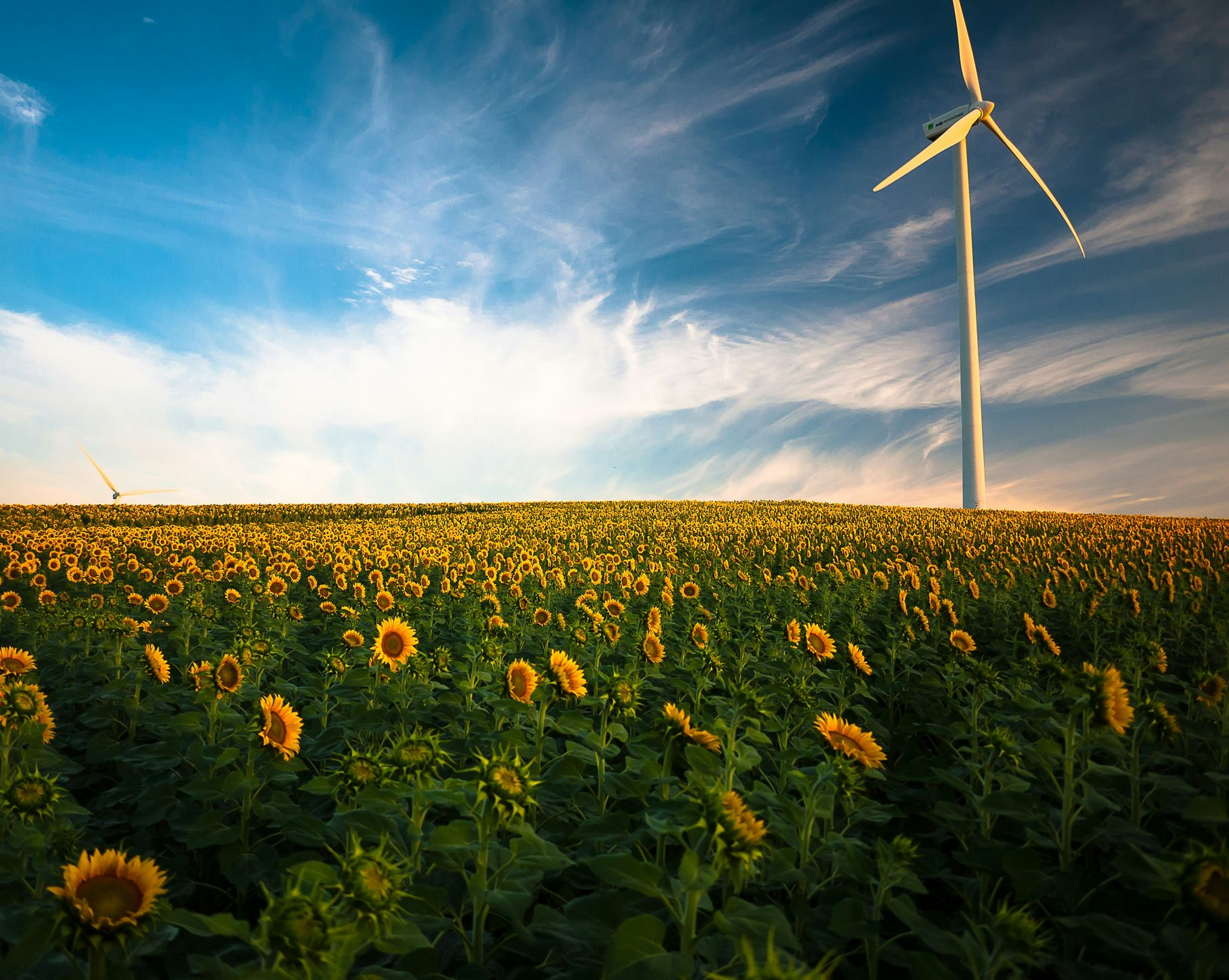 Sunflower field with wind turbine against a bright blue, cloudy sky.