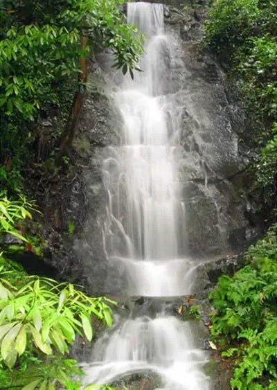 Tall waterfall cascading through lush green foliage over dark rock.
