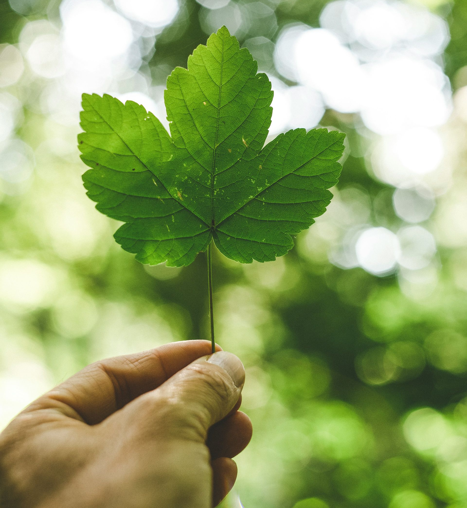 Hand holding a vibrant green leaf against a blurred green forest backdrop.