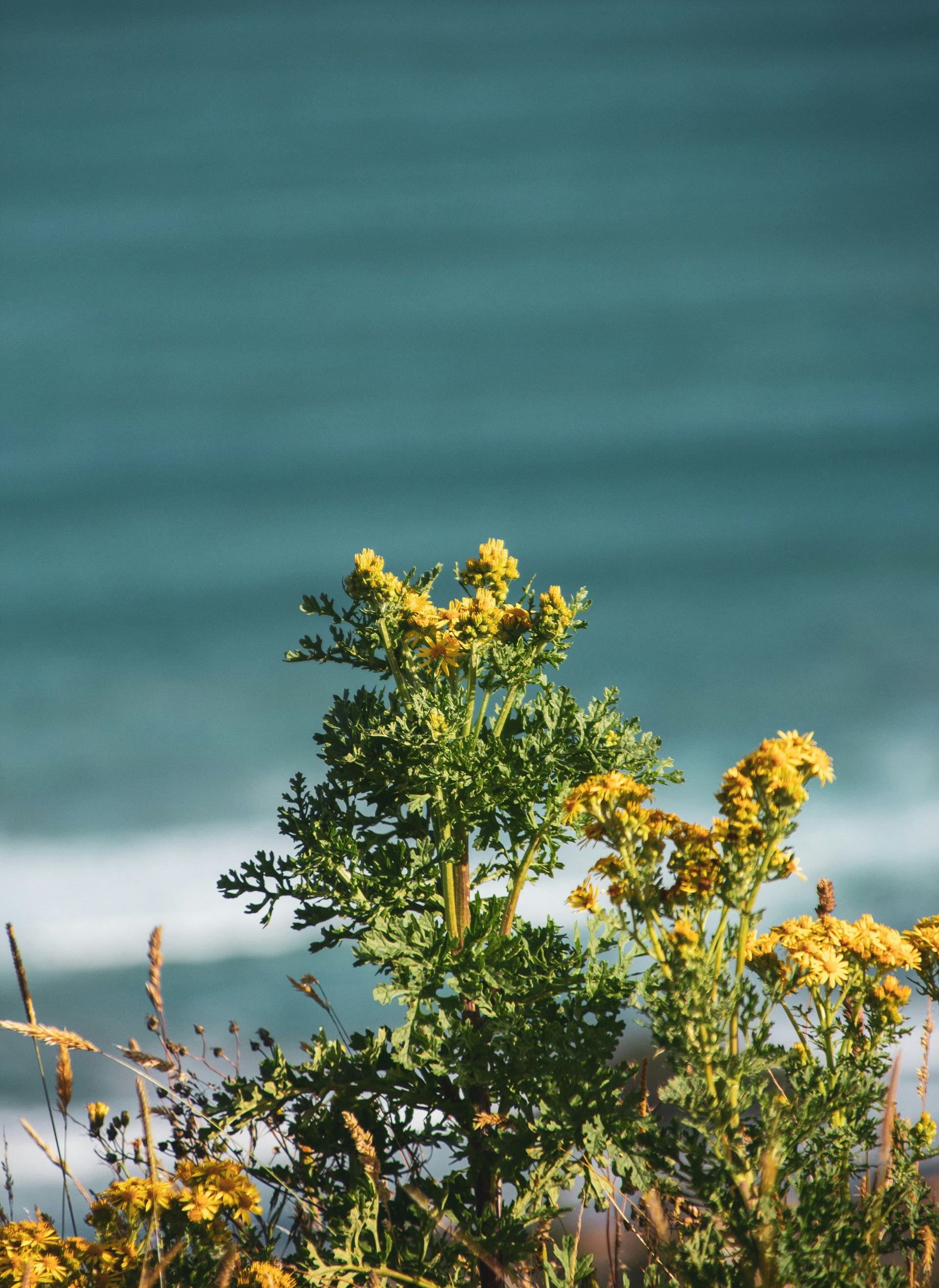 Yellow wildflowers with green foliage against a teal ocean background.