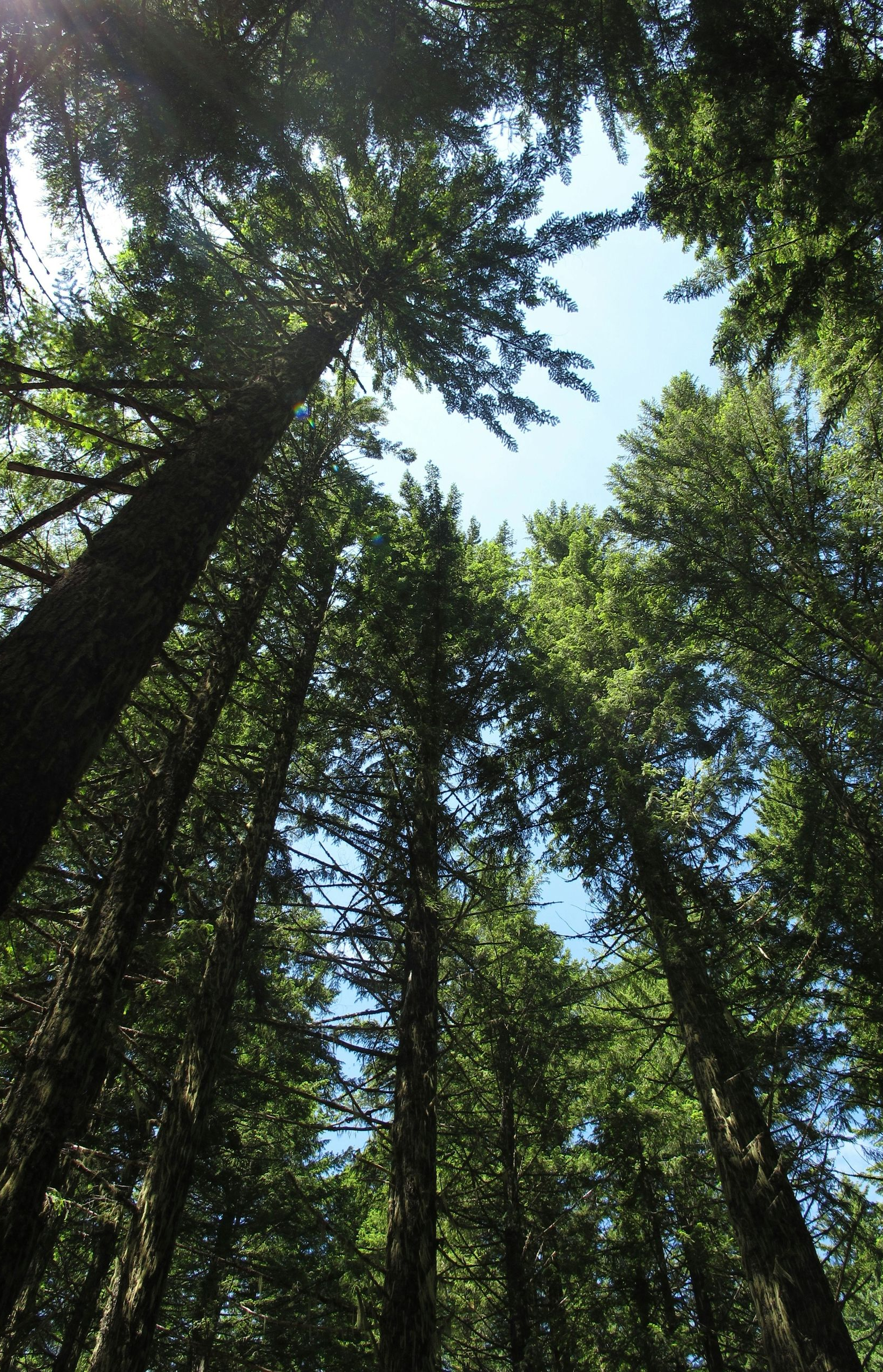 Tall trees with green foliage reaching towards a blue sky.