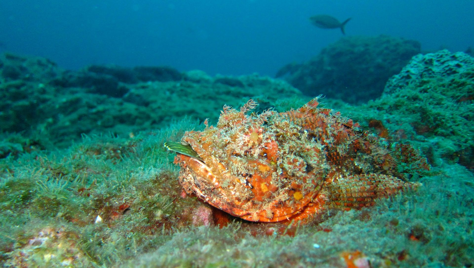 Stonefish camouflaged on a reef floor with algae, orange and brown hues.