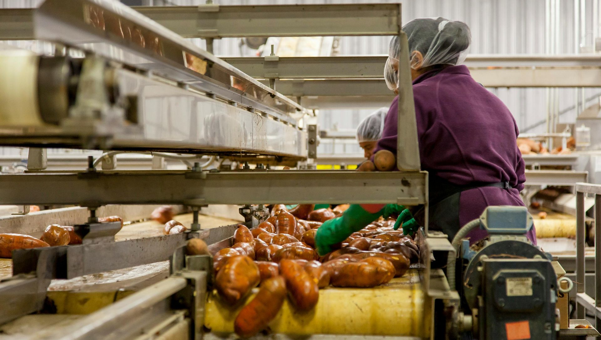 Workers sorting food items on a conveyor belt in a factory.