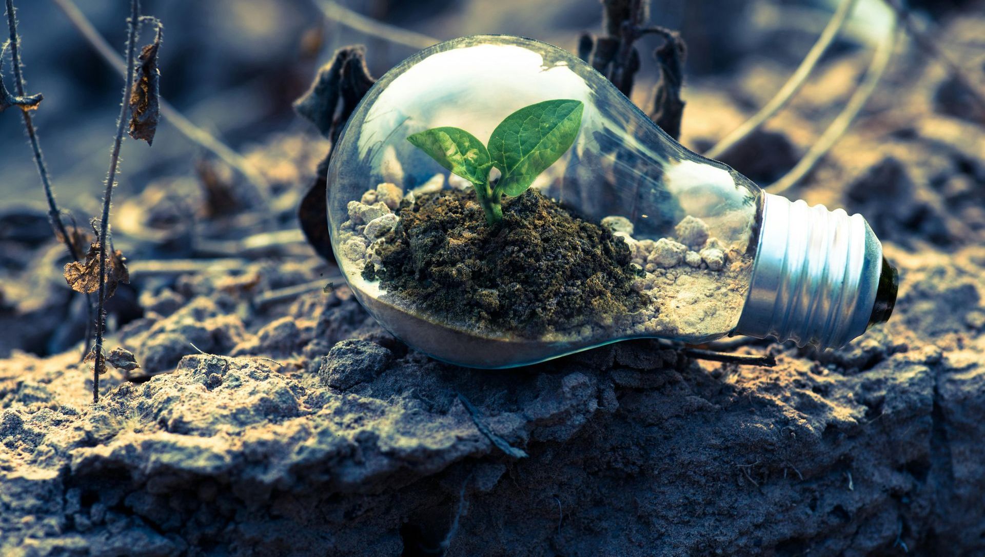 A light bulb with a plant growing inside of it.