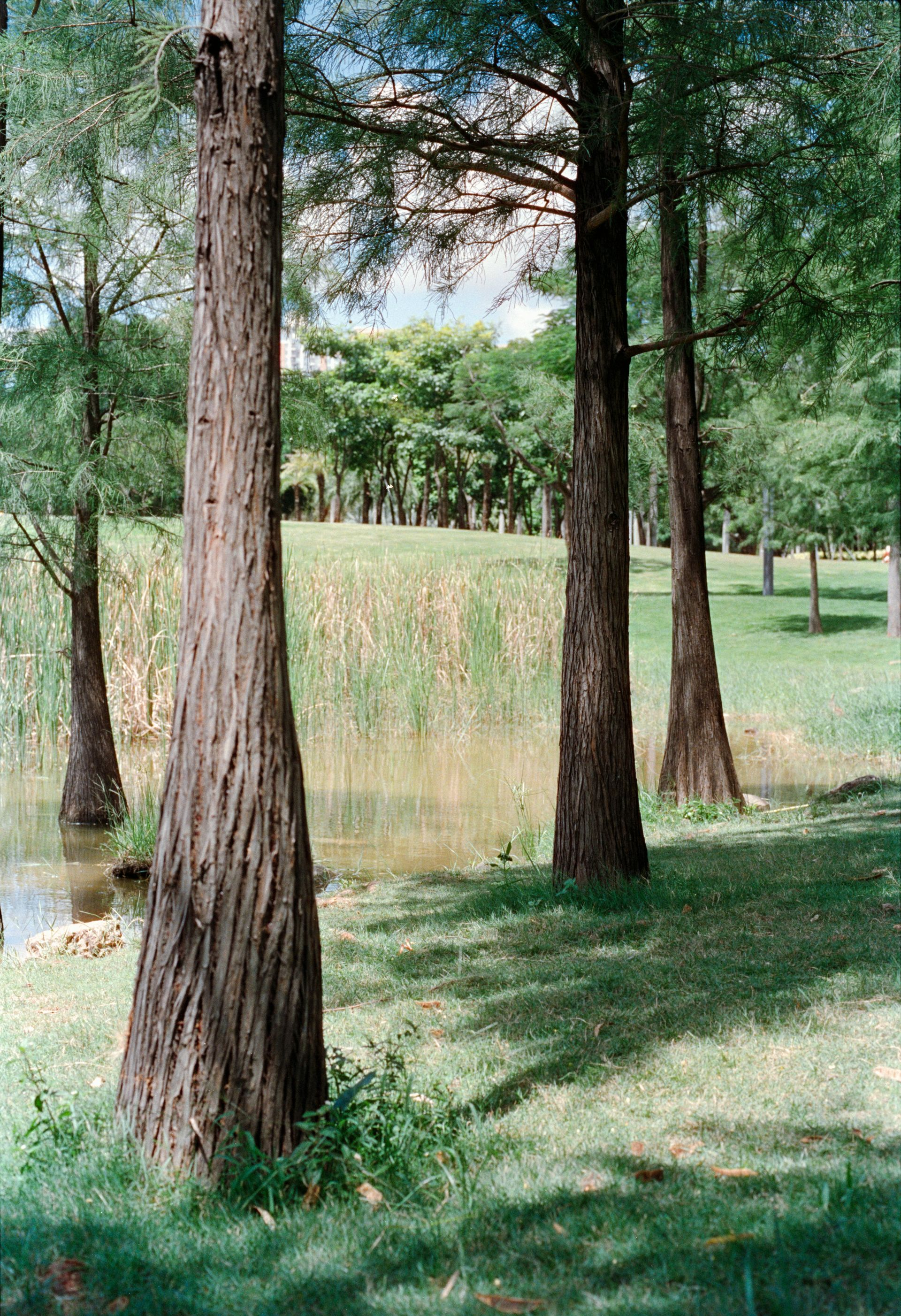 Trees with textured trunks on grassy bank overlooking water and reeds, sunny park setting.