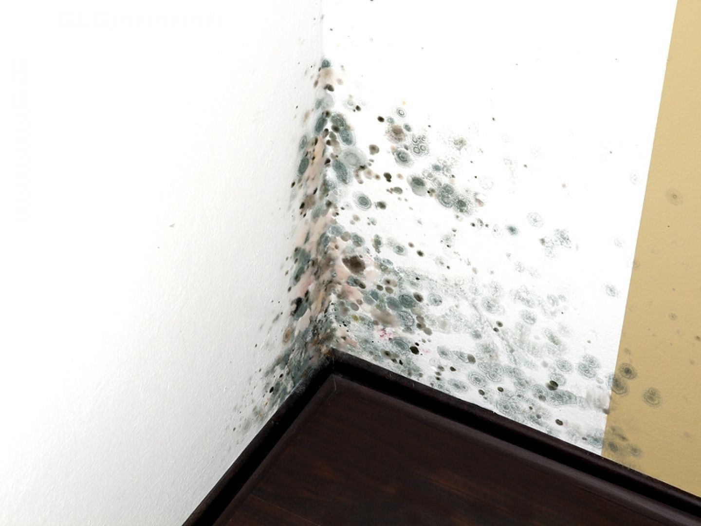 Mold On The Wall Mold On The Wall