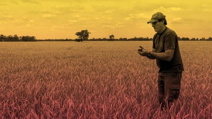 Man standing in wheat field inspecting crop under a yellow-tinged sky.