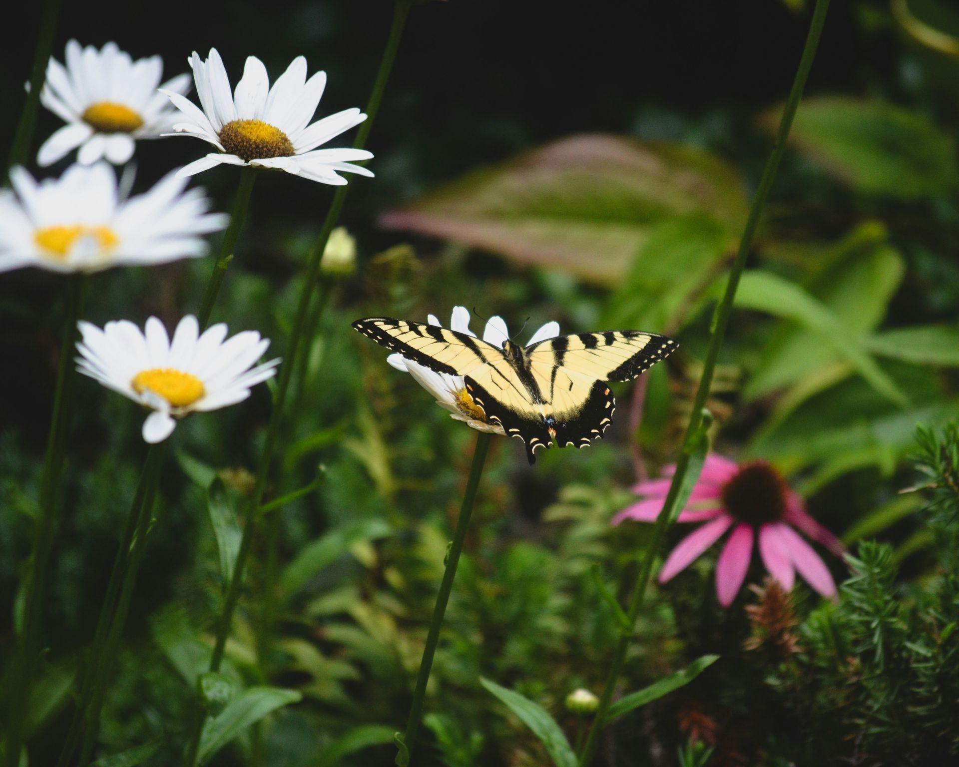 A butterfly is sitting on a flower in a field of daisies.