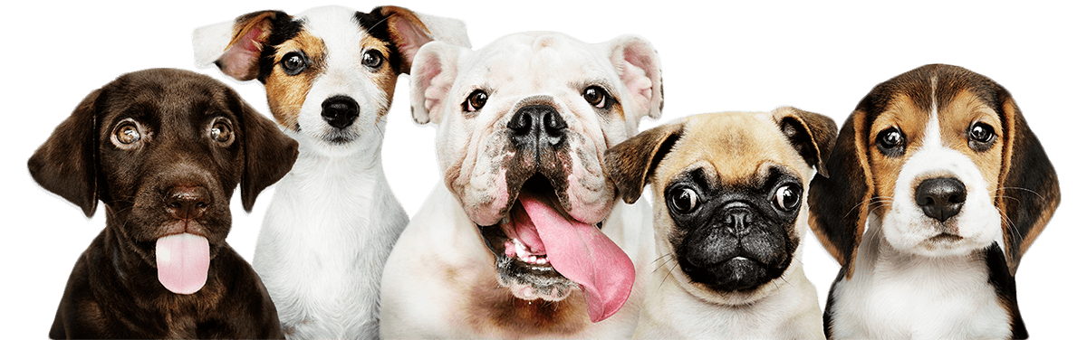 Wonderful Pets