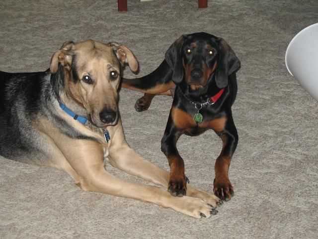 Duke & Copper