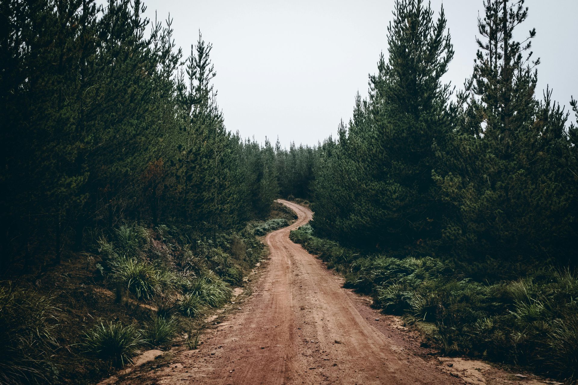 Strada sterrata che si snoda attraverso una fitta foresta di alberi sempreverdi sotto un cielo coperto.