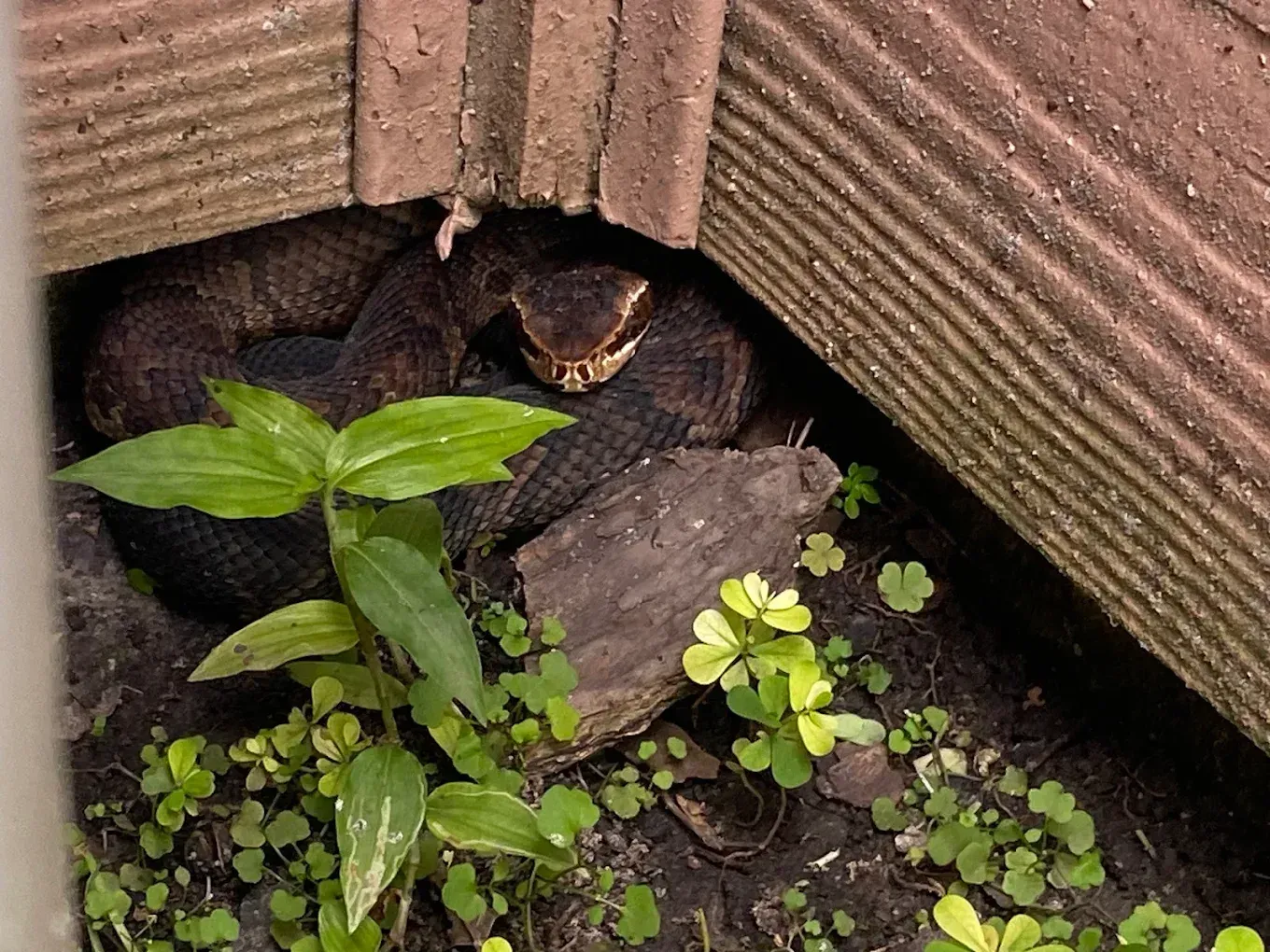 Small snake camouflaged among rocks and plants in a garden corner under wooden siding
