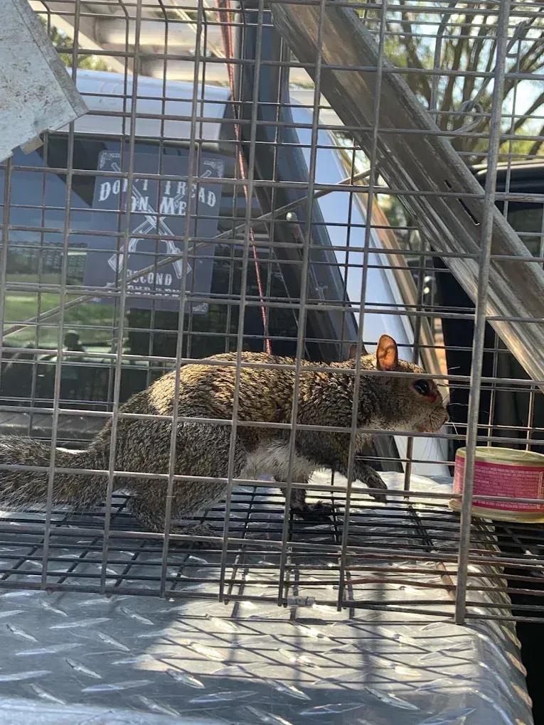 Small spotted cat in a wire cage outdoors, standing near a pink bowl under sunlight.