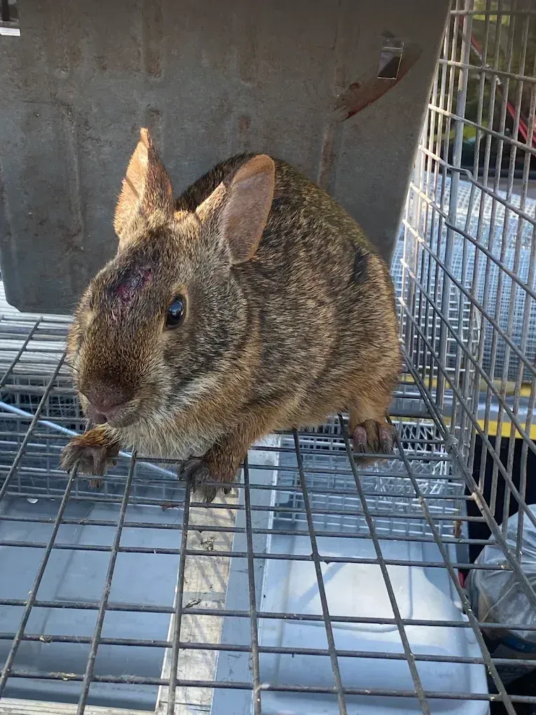 Brown rabbit standing on a wire cage floor, looking toward the camera.