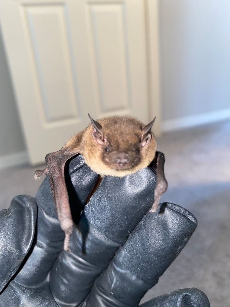 Small bat resting on a gloved hand indoors, with a closed door in the background.