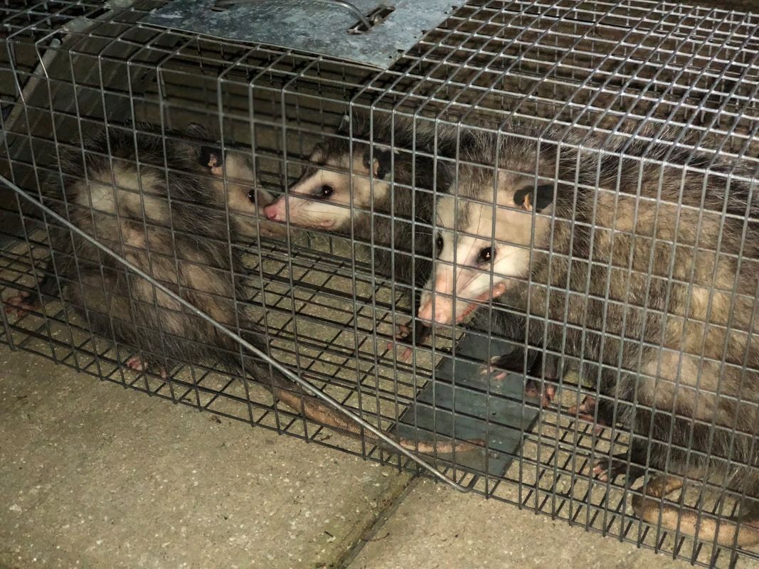 Two opossums trapped in a wire cage on a concrete floor, one reaching a paw through the mesh.