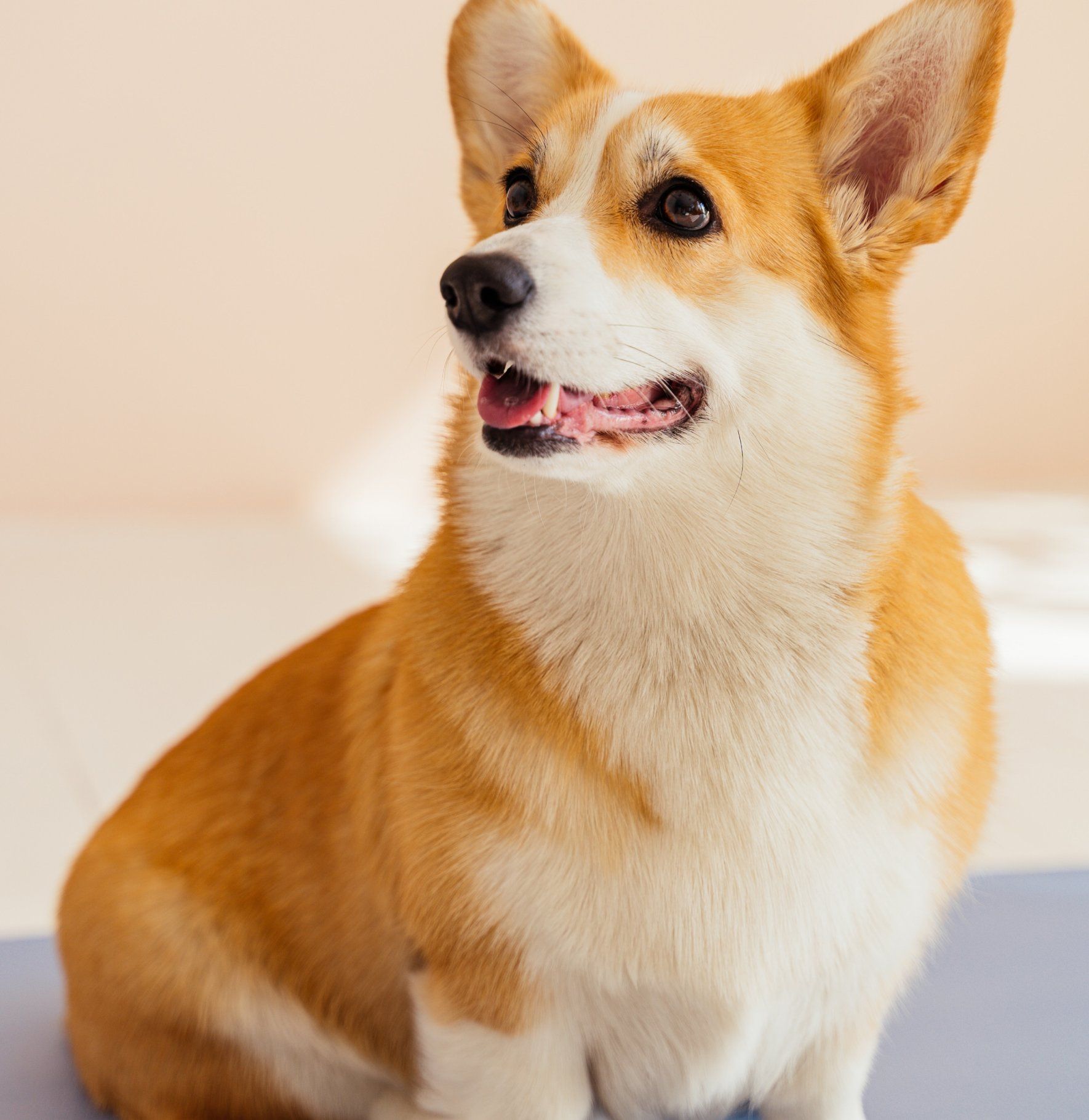 Un Pembroke Welsh Corgi au pelage orange et blanc est assis et regarde vers le haut, la gueule légèrement ouverte.