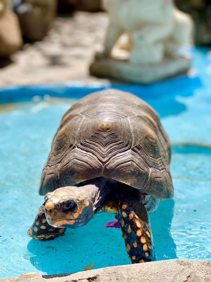 Tortoise with orange markings in blue water, approaching the camera. Background includes a statue.