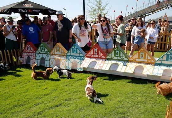 Three dachshunds are racing on a track in front of a crowd.