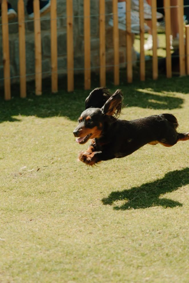 Black-and-tan dachshund running across a sunlit grassy yard near a wooden fence