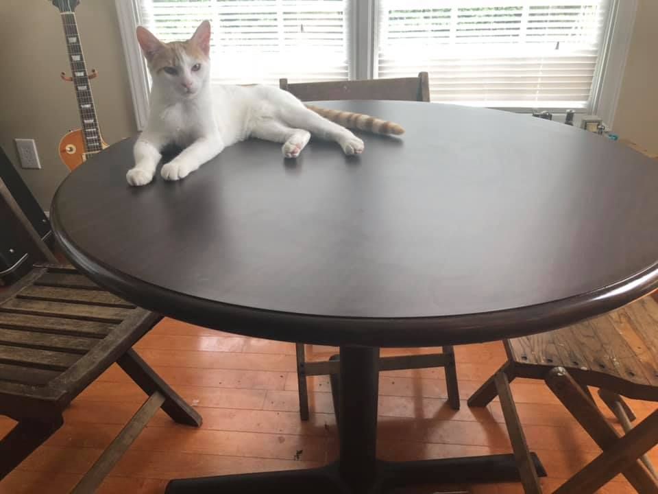 A cat laying on top of a table next to a guitar