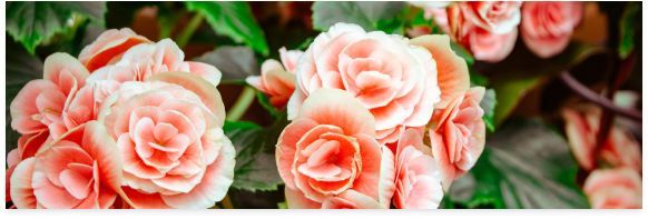 Cluster of pale pink roses with green leaves in a close-up floral arrangement